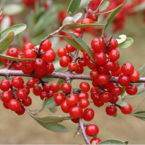 shépherdie argentée (Shepherdia argentea)