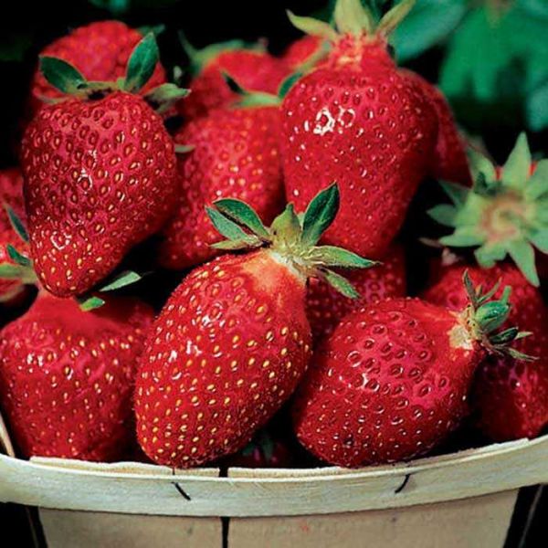 Strawberry plants