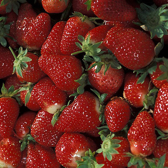 Strawberry plants