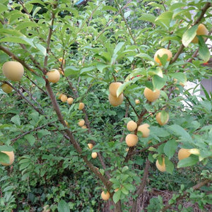 Prunier La Crescent (Prunus Spp)