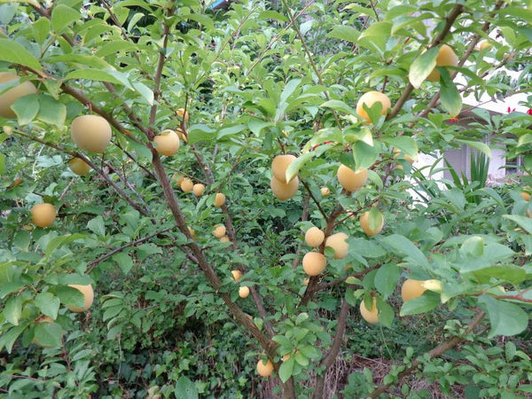 Prunier La Crescent (Prunus Spp)