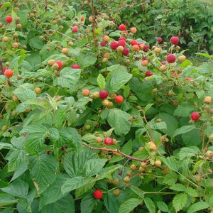 Framboisier Prelude (Rubus idaeus)