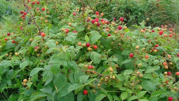 Framboisier Prelude (Rubus idaeus)