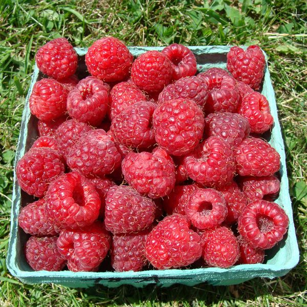 Framboisier Prelude (Rubus idaeus)