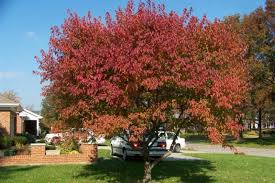 Érable de l'amur (Acer ginnala)