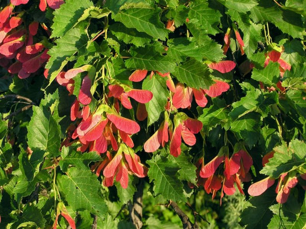 Érable de l'amur (Acer ginnala)