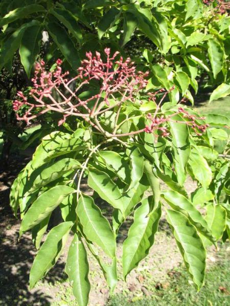 Arbre à miel (Tetradium daniellii)