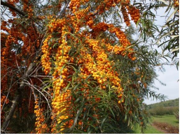 Argousier Orange energie (HIPPOPHAE rhamnoides)