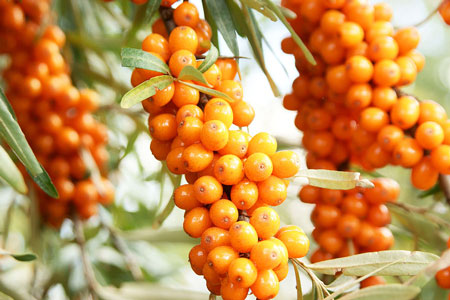 Sea buckthorn