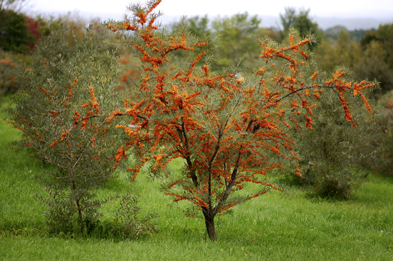 Argousier Caprice (HIPPOPHAE rhamnoides)