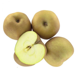 Pommier Reinette Russet