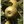 Pommier Reinette Russet