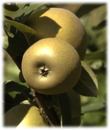 Pommier Reinette Russet