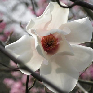 Magnolia à feuilles de saule (M. saliciflora)