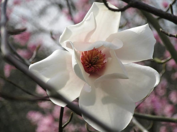 Magnolia à feuilles de saule (M. saliciflora)