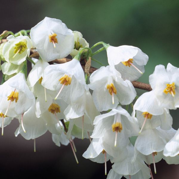 Mountain silverbell, Halesia monticola