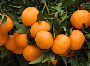 Clementine Trees