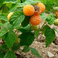 Framboisier Anne (Rubus idaeus)