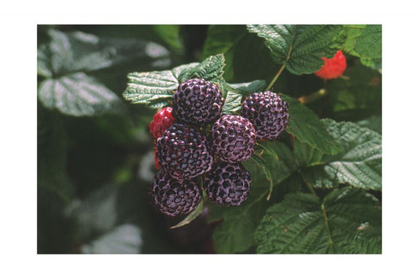 Framboisier Bristol (Rubus occidentalis)