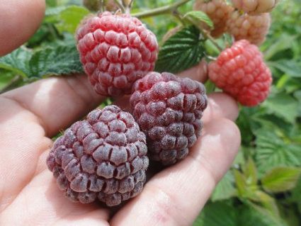 Royal Glamour Raspberry Raspberry Royalty (Rubus occidentalis) – Nutcracker Nursery & Tree Farm