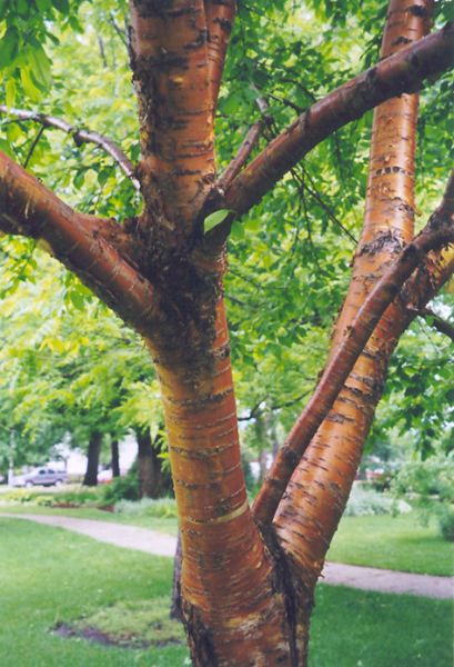 Cerisier de Mandchourie (Prunus maackii)