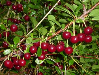 Manchurian cherry (Prunus maackii)