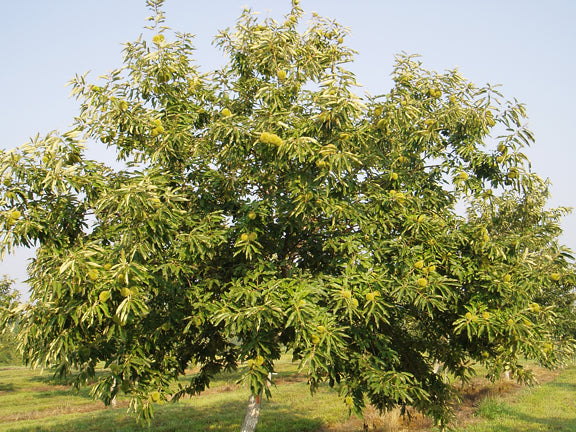 Chataignier hybride semis 'Sleeping Giant' (Castanea dentata X mollissima X crenata)