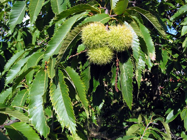 Chataignier hybride semis 'Douglas' (Castanea dentata X mollissima) zone 5b