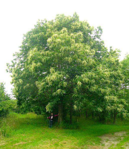 Chataignier hybride semis 'Badgersett Minnesota' (Castanea dentata X mollissima) zone 4b