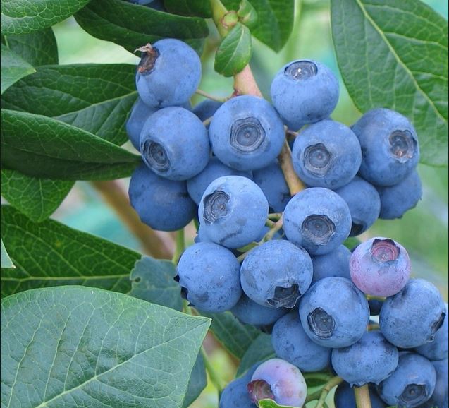 Blueberries