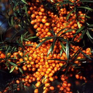 Argousier Harvest Moon (HIPPOPHAE rhamnoides)