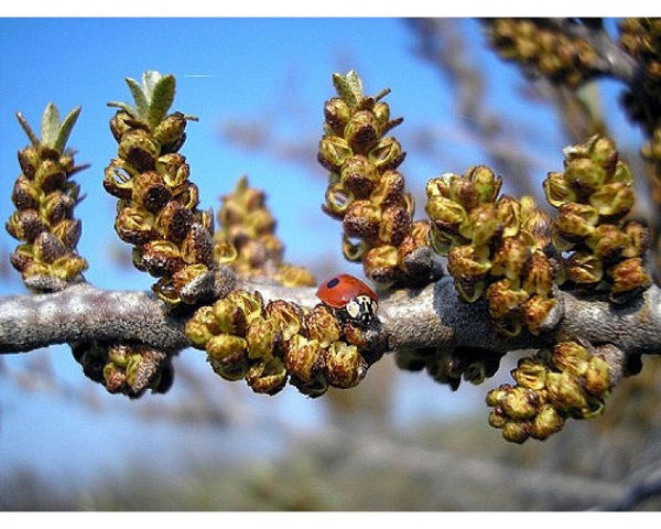 Argousier Pollmix (HIPPOPHAE rhamnoides)