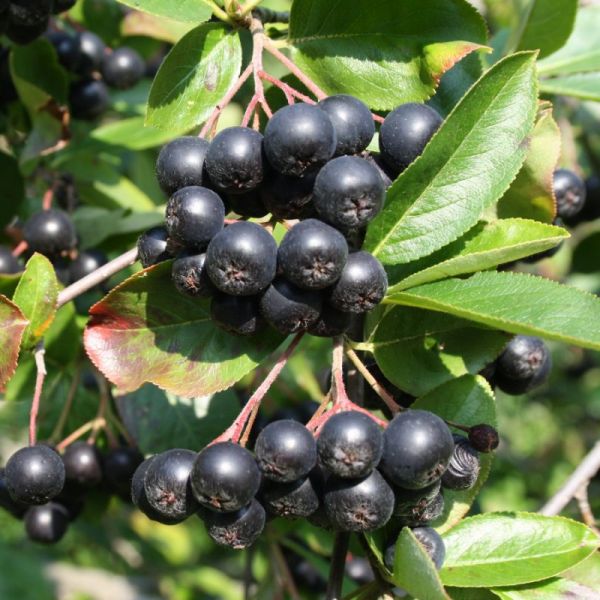 Other Small Fruits (berries)