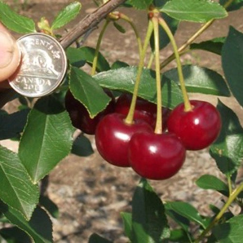 Cerisier griottier Roméo (Prunus cerasus x P. fruticosa)