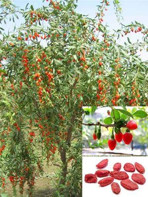 Baies de Goji 'Dynamite' (Lycium barbarum)