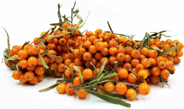 Argousier Golden Rain (HIPPOPHAE rhamnoides)