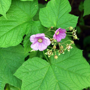 Ronce odorante (Rubus odoratus)