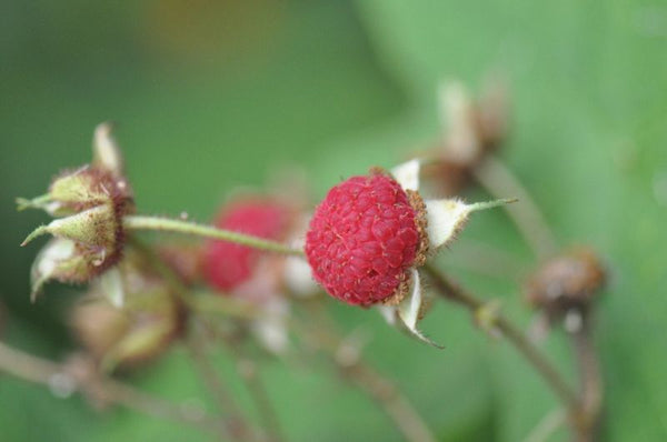 Ronce odorante (Rubus odoratus)