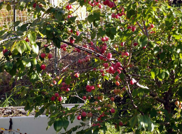 Prunier Noir, 'prunus nigra'