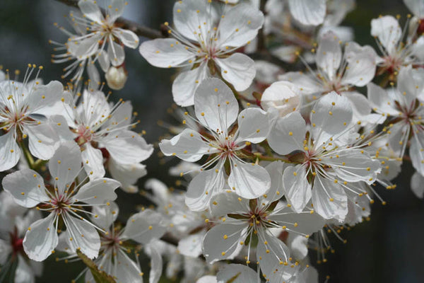 Prunier Noir, 'prunus nigra'