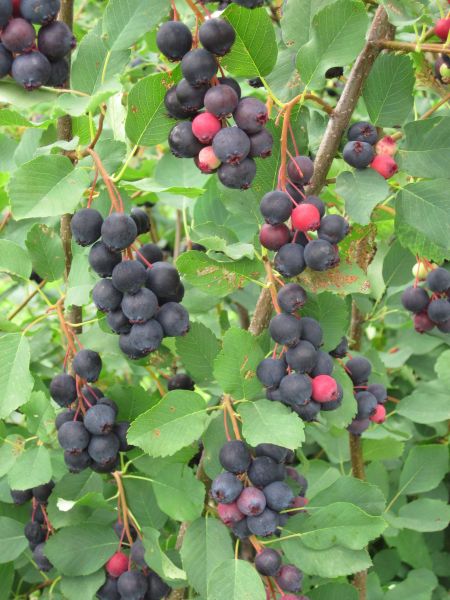 Saskatoon cultivars (Amelanchier)