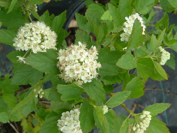 Physocarpe à feuilles d'obier (physocarpus opulifolius)