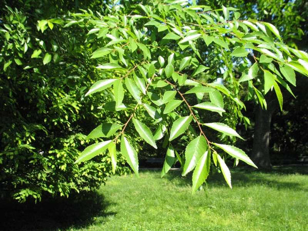 Orme de Chine (ulmus parviflora)