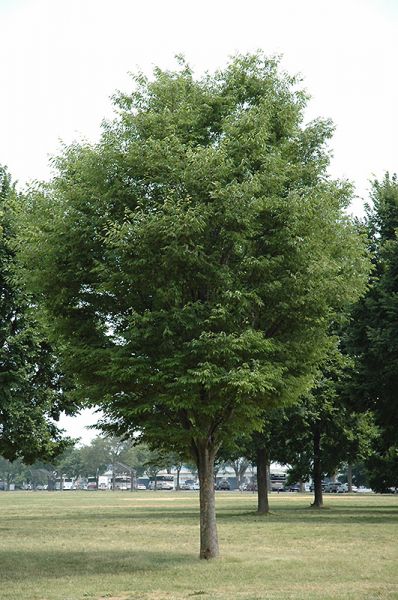 Orme de Chine (ulmus parviflora)