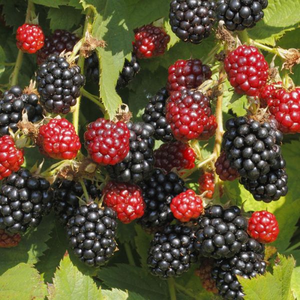 Blackberries and raspberries