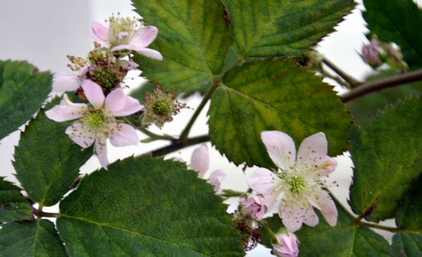 Mûre 'Illini Hardy' RUBUS