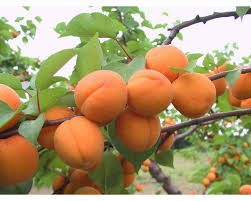 Apricot trees