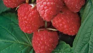 Madawaska Raspberry Madawaska raspberry tree – Nutcracker Nursery & Tree Farm