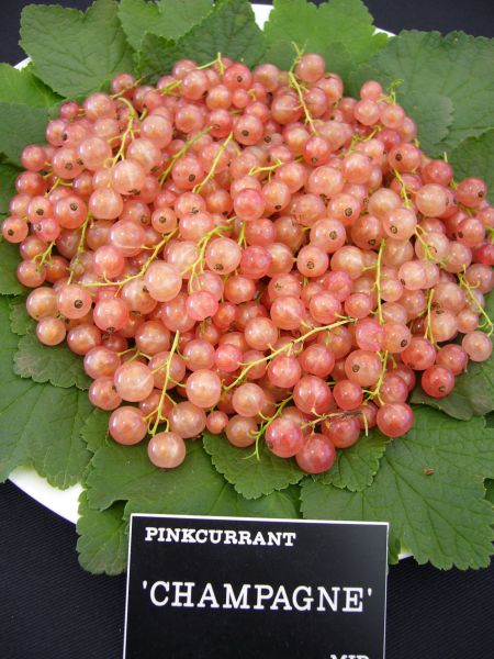 Redcurrant Pink Champagne