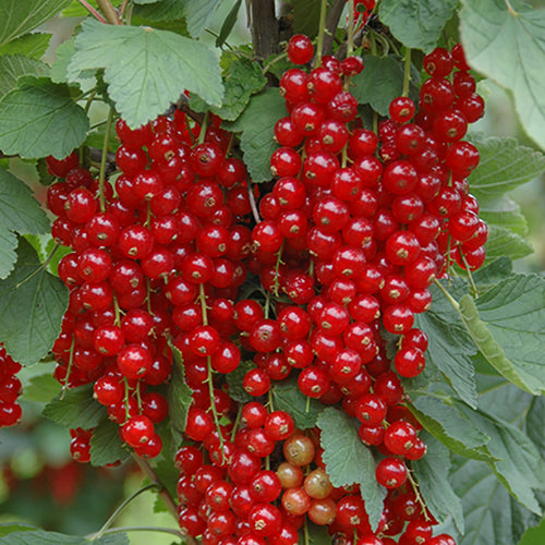 Blackcurrant, Gooseberry and redcurrant